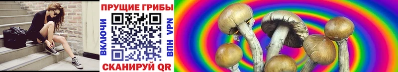 KRAKEN рабочий сайт  Светлый  Галлюциногенные грибы GOLDEN TEACHER 